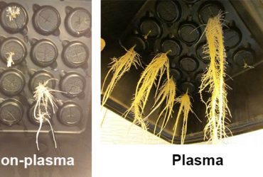 All About Innovation: Brown University Trial Shows Potential of Plasma-Treated Water to Aid Plant Growth